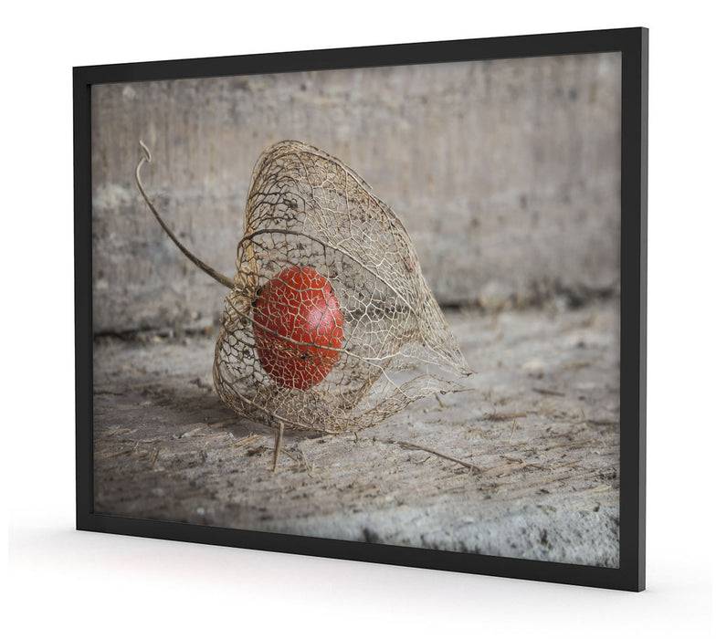 Pixxprint Physalis, Poster mit Bilderrahmen Auslauf