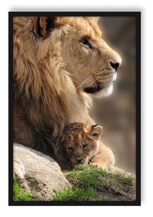 Pixxprint Löwe mit Löwenbaby, Poster mit Bilderrahmen
