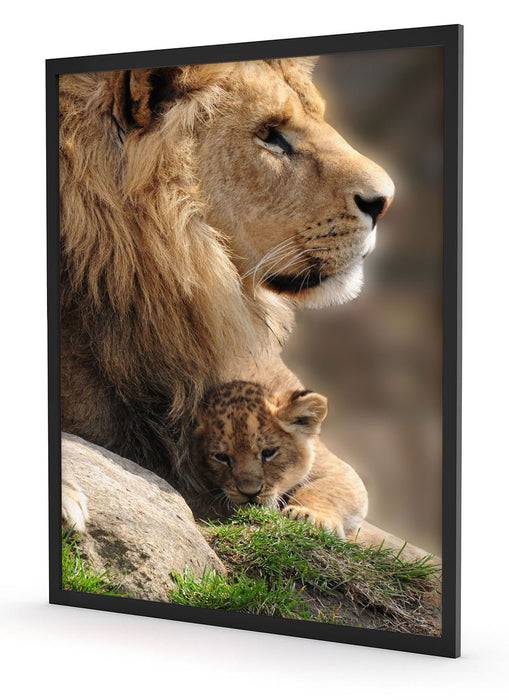 Pixxprint Löwe mit Löwenbaby, Poster mit Bilderrahmen Fabrikverkauf