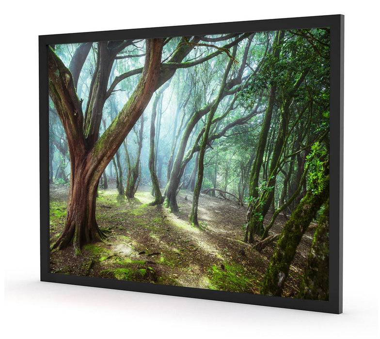 Pixxprint Wald, Poster mit Bilderrahmen Limitierter Zeitrabatt