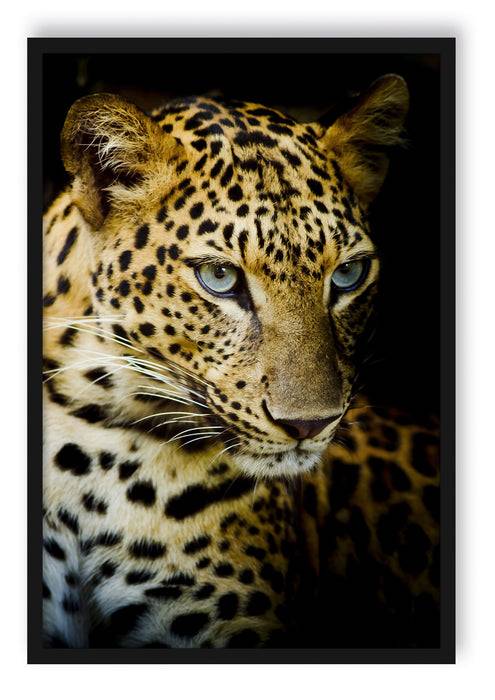 Pixxprint Leopard mit blauen Augen, Poster mit Bilderrahmen