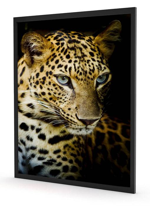 Pixxprint Leopard mit blauen Augen, Poster mit Bilderrahmen Flash Sale