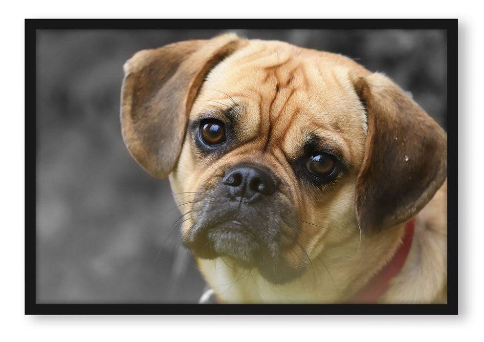 Pixxprint Mops Welpe, Poster mit Bilderrahmen Preisnachlass