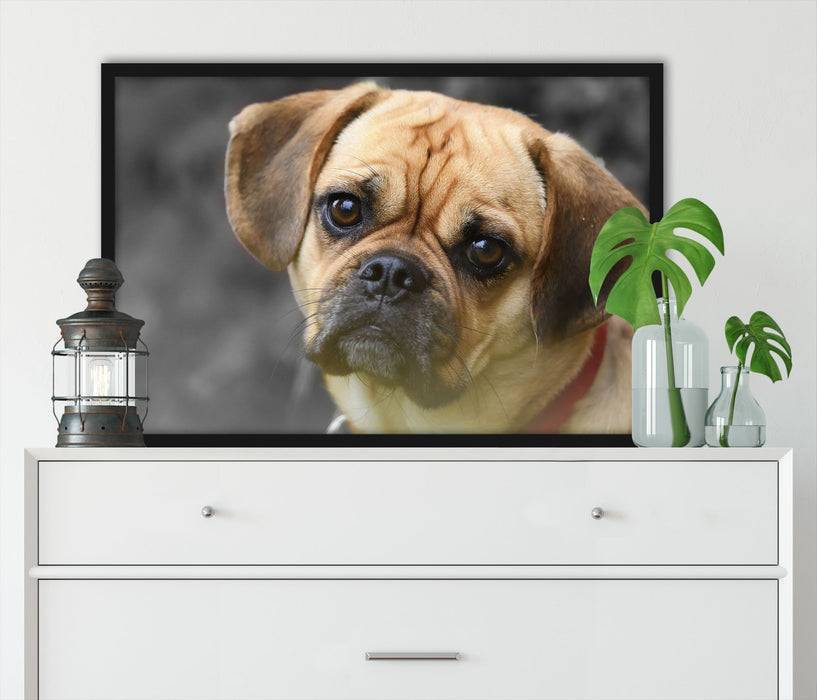 Pixxprint Mops Welpe, Poster mit Bilderrahmen Preisnachlass