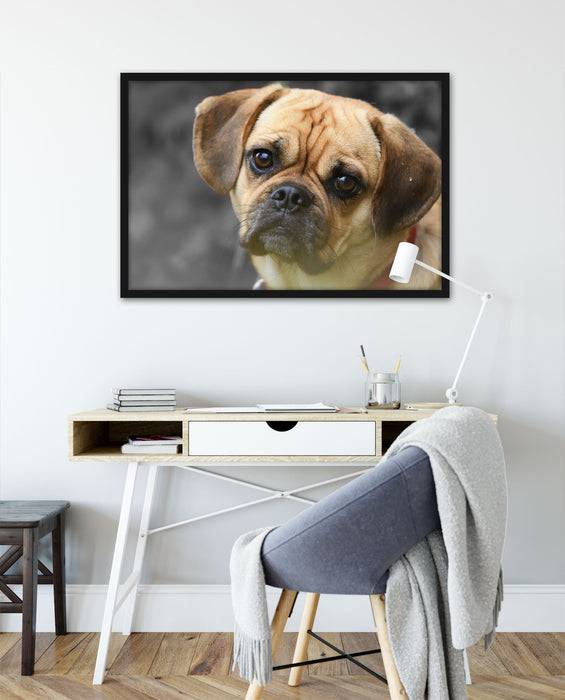 Pixxprint Mops Welpe, Poster mit Bilderrahmen Preisnachlass