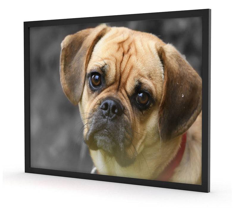 Pixxprint Mops Welpe, Poster mit Bilderrahmen Preisnachlass