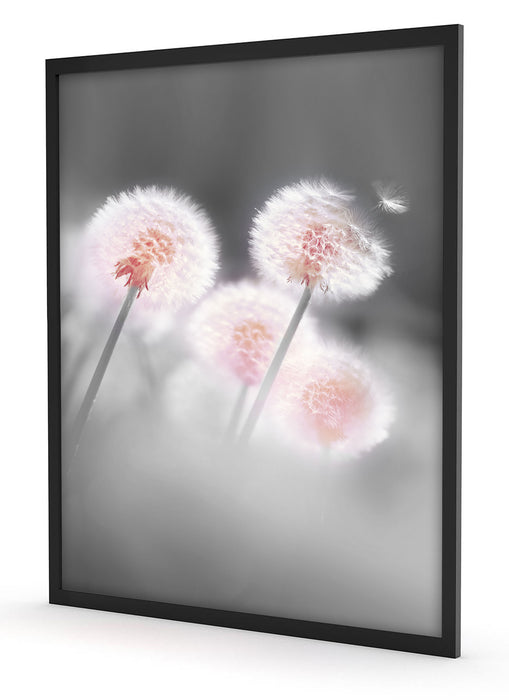 Pixxprint Pusteblumen im morgendlichen Wind, Poster mit Bilderrahmen Black Friday