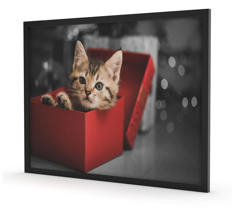 Pixxprint süsses Kätzchen in der Box, Poster mit Bilderrahmen Osterangebot