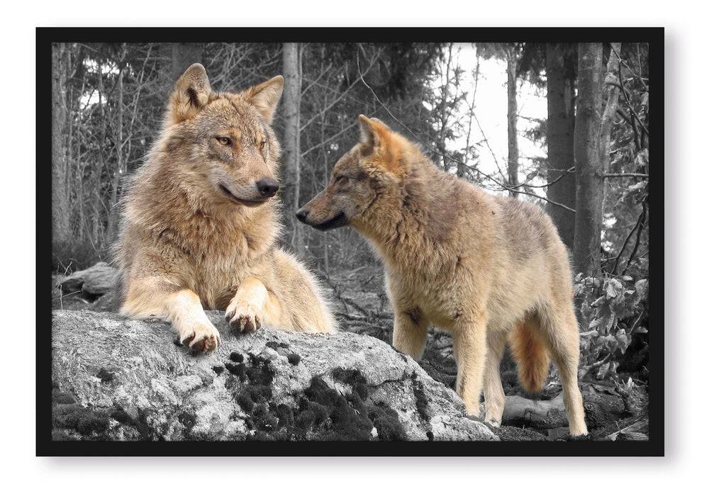 Pixxprint Wölfe im Wald, Poster mit Bilderrahmen Jubiläumsangebot