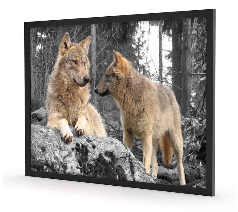 Pixxprint Wölfe im Wald, Poster mit Bilderrahmen Jubiläumsangebot