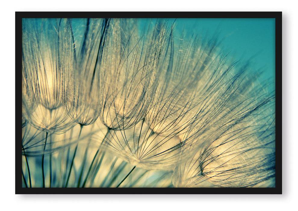 Pixxprint Pusteblumen, Poster mit Bilderrahmen