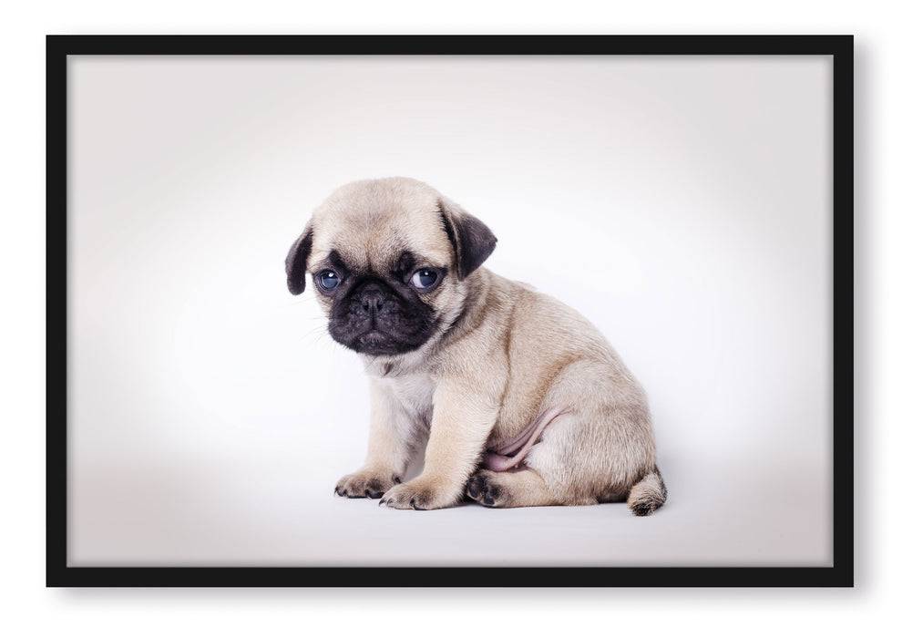 Pixxprint Kleiner Hundewelpe Mops, Poster mit Bilderrahmen