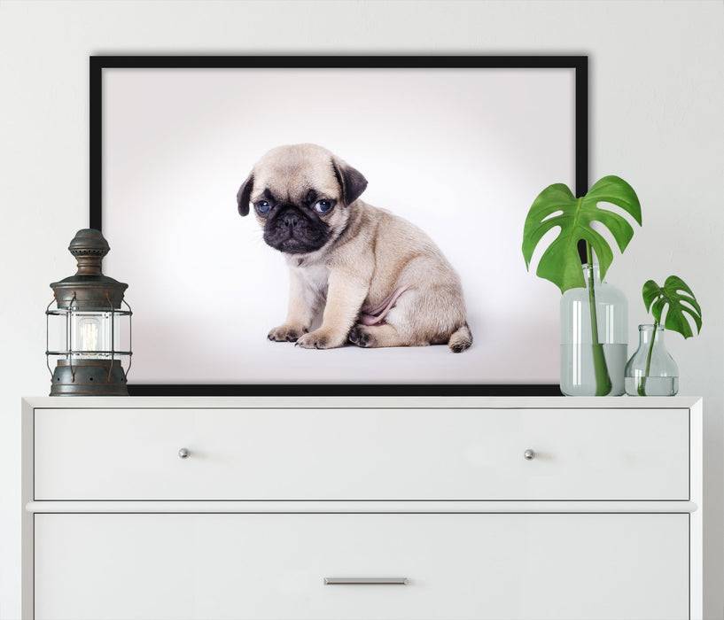 Pixxprint Kleiner Hundewelpe Mops, Poster mit Bilderrahmen Begrenzte Freigabe