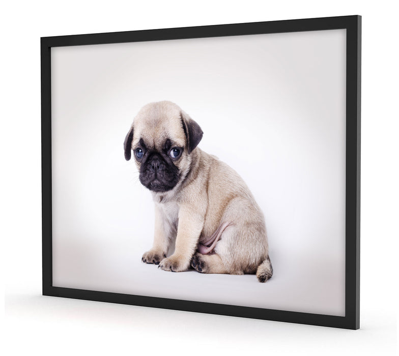 Pixxprint Kleiner Hundewelpe Mops, Poster mit Bilderrahmen Begrenzte Freigabe