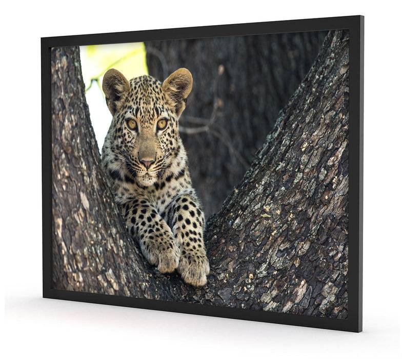 Pixxprint Leopardenbaby, Poster mit Bilderrahmen Bis zu 65% Rabatt
