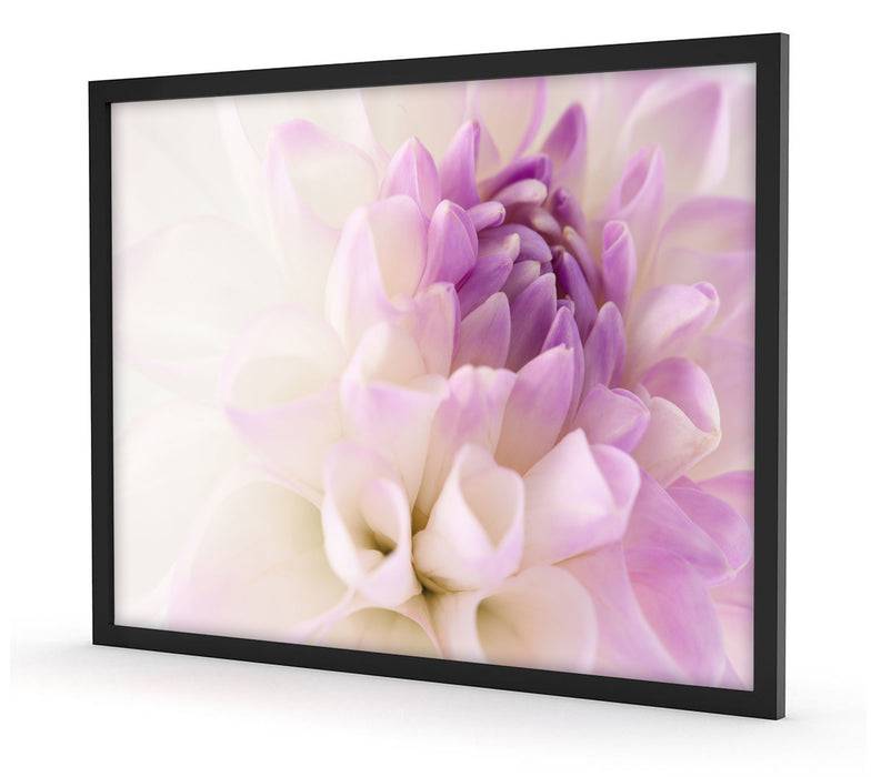 Pixxprint Traumhafte lila weiße Blüte, Poster mit Bilderrahmen Vierteljährliche Förderung