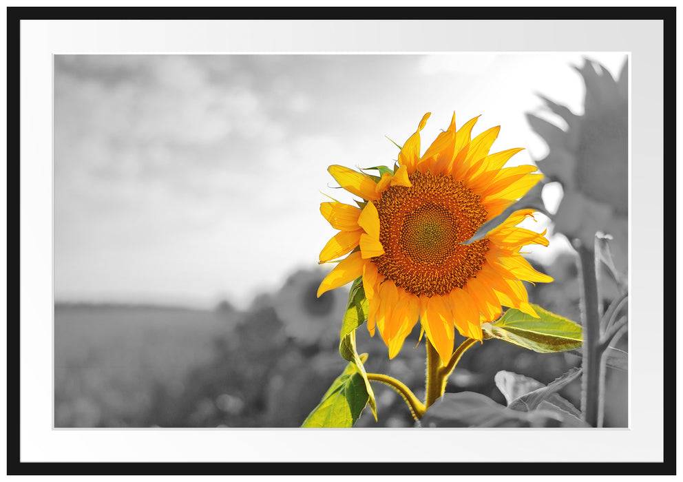 Pixxprint Nahaufnahme einer Sonnenblume, im Galerie-Passepartout Bilderrahmen Schlussverkauf
