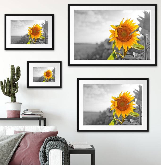 Pixxprint Nahaufnahme einer Sonnenblume, im Galerie-Passepartout Bilderrahmen Schlussverkauf