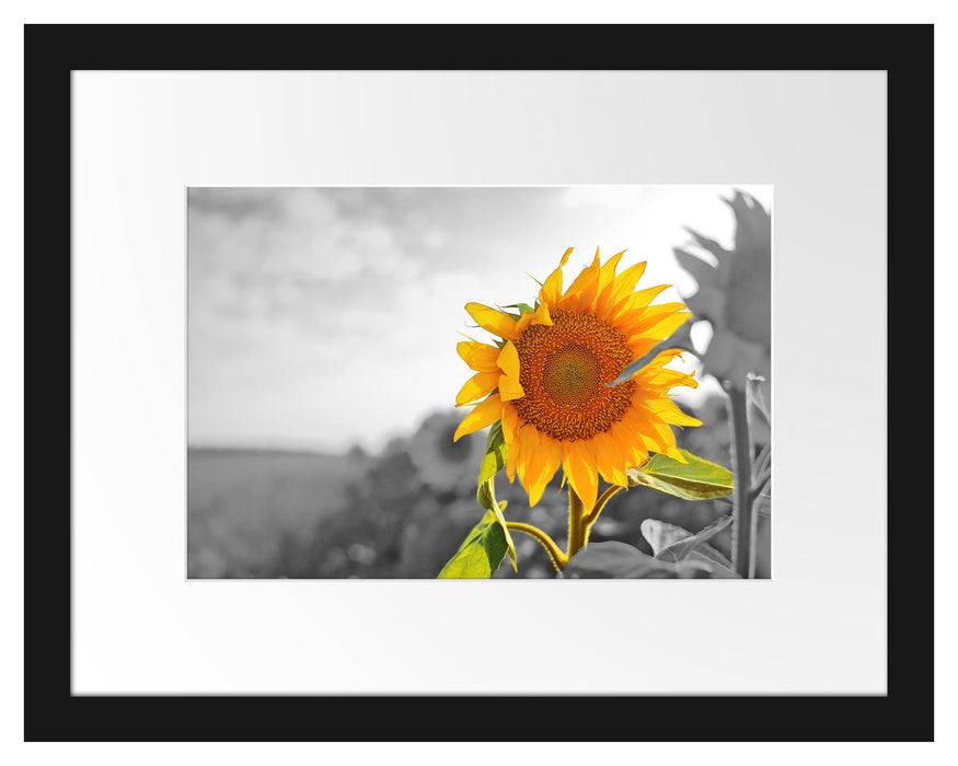 Pixxprint Nahaufnahme einer Sonnenblume, im Galerie-Passepartout Bilderrahmen Schlussverkauf