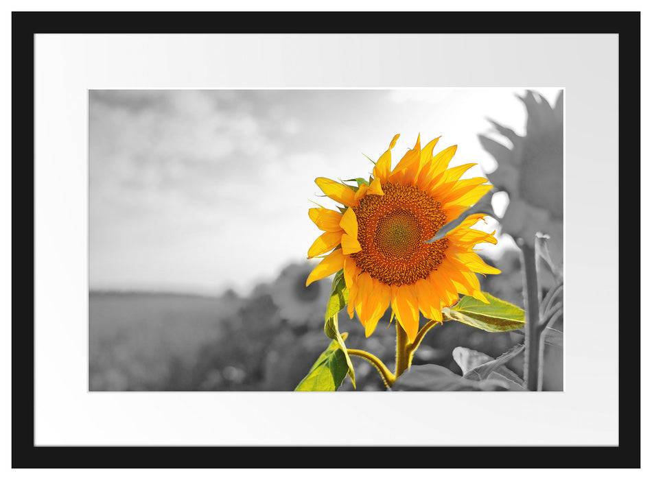Pixxprint Nahaufnahme einer Sonnenblume, im Galerie-Passepartout Bilderrahmen Schlussverkauf