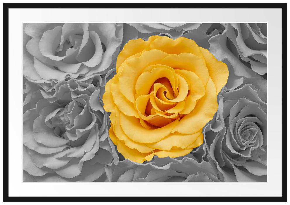 Pixxprint gelbe Rose im Rosenmeer, im Galerie-Passepartout Bilderrahmen