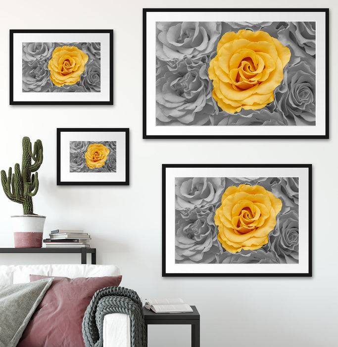 Pixxprint gelbe Rose im Rosenmeer, im Galerie-Passepartout Bilderrahmen Fabrikverkauf
