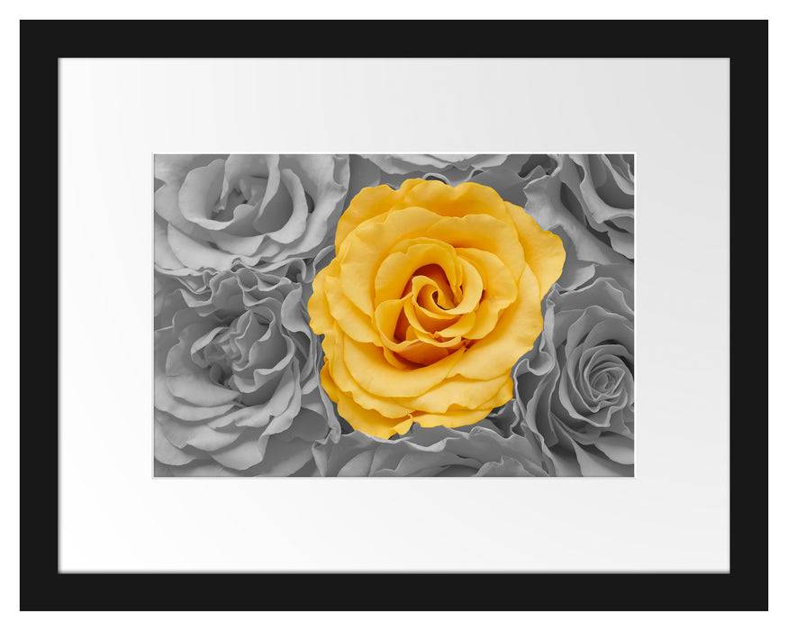 Pixxprint gelbe Rose im Rosenmeer, im Galerie-Passepartout Bilderrahmen Fabrikverkauf