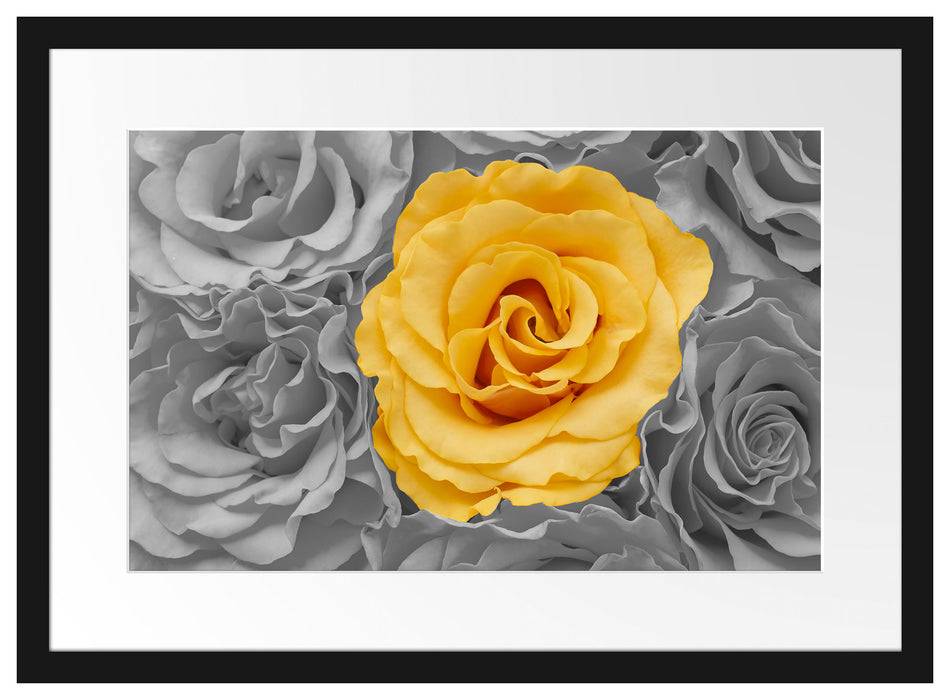 Pixxprint gelbe Rose im Rosenmeer, im Galerie-Passepartout Bilderrahmen Fabrikverkauf